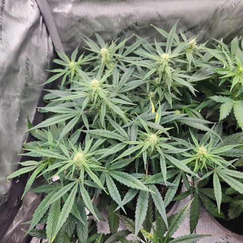 NYC Diesel Auto seed 1 growlog timeline photo