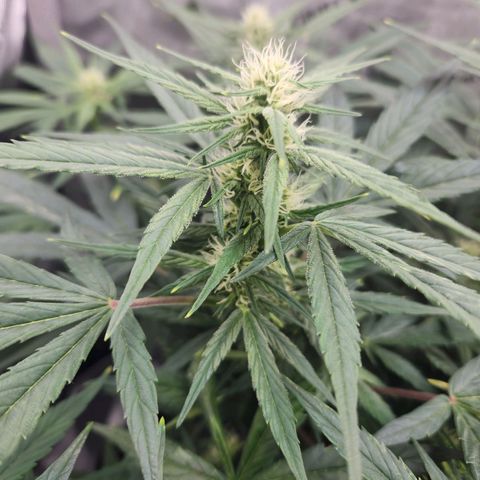 NYC Diesel Auto seed 1 growlog timeline photo