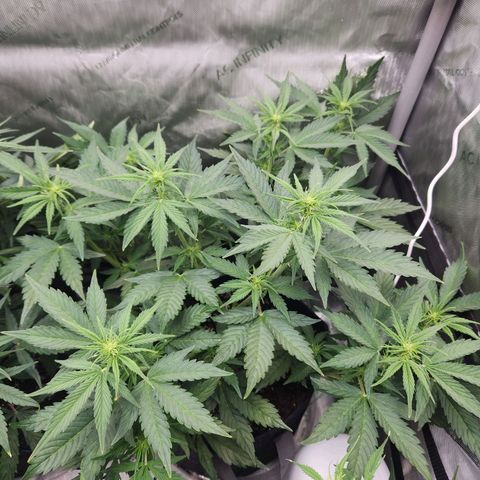 Northern Lights Auto seed 8 growlog timeline photo
