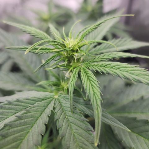 Northern Lights Auto seed 8 growlog timeline photo
