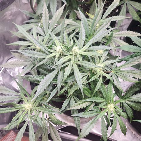 NYC Diesel Auto seed 2 growlog timeline photo