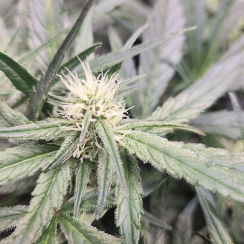 NYC Diesel Auto seed 2 growlog timeline photo