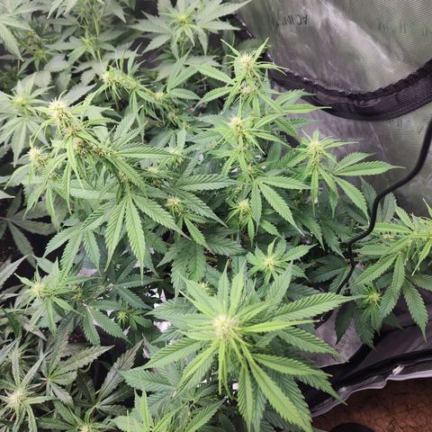 Northern Lights Auto seed 9 growlog timeline photo