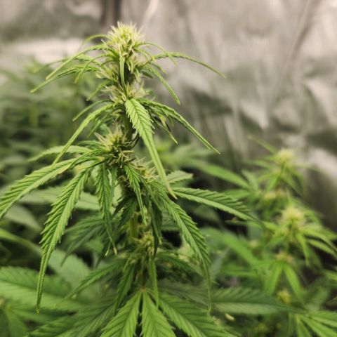 Northern Lights Auto seed 9 growlog timeline photo