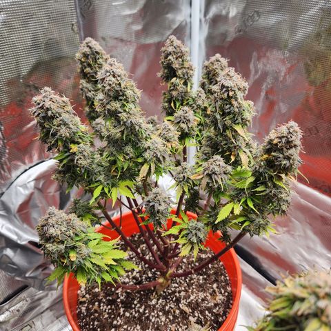 NL AUTO SEED 5 growlog timeline photo