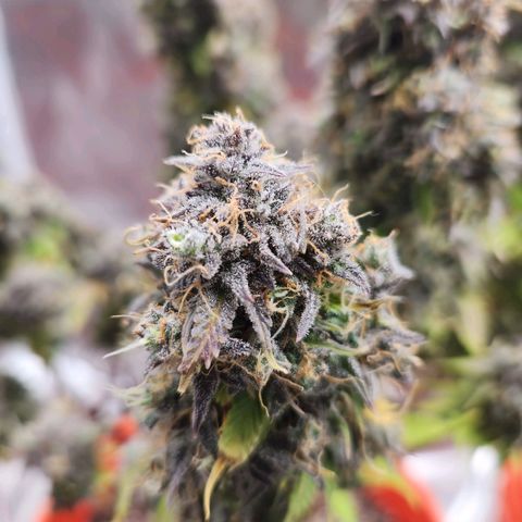 NL AUTO SEED 5 growlog timeline photo