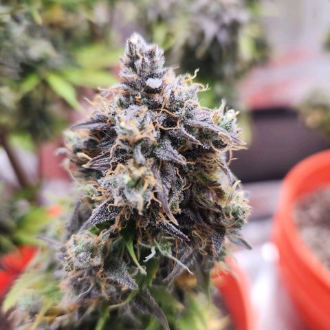 NL AUTO SEED 5 growlog timeline photo