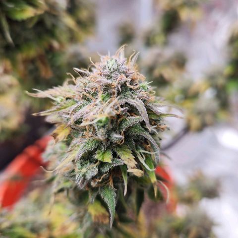 NL AUTO SEED 6 growlog timeline photo