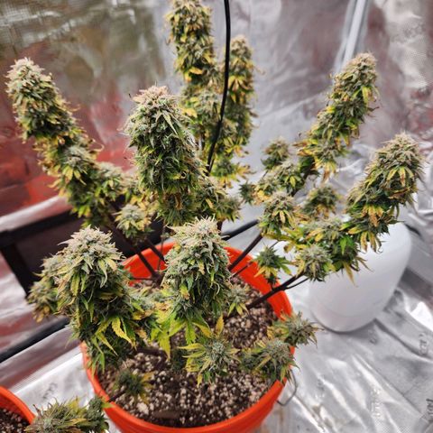 NL AUTO SEED 6 growlog timeline photo