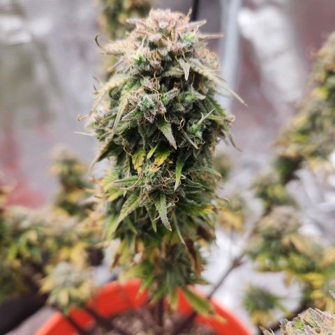 NL AUTO SEED 6 growlog timeline photo