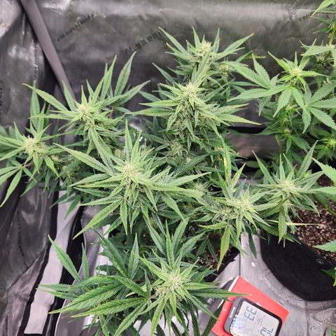 NYC Diesel Auto seed 1 growlog timeline photo