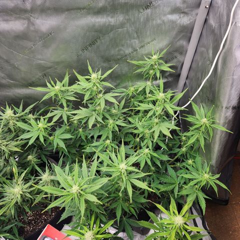 Northern Lights Auto seed 8 growlog timeline photo