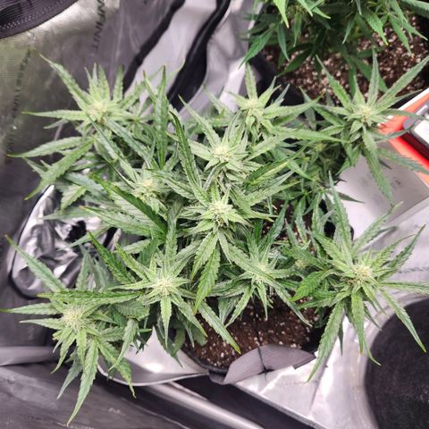 NYC Diesel Auto seed 2 growlog timeline photo