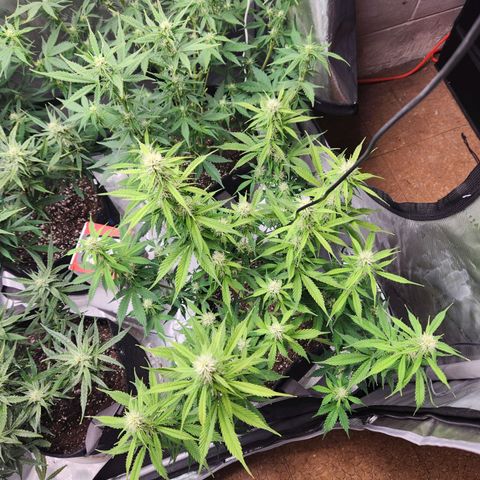 Northern Lights Auto seed 9 growlog timeline photo