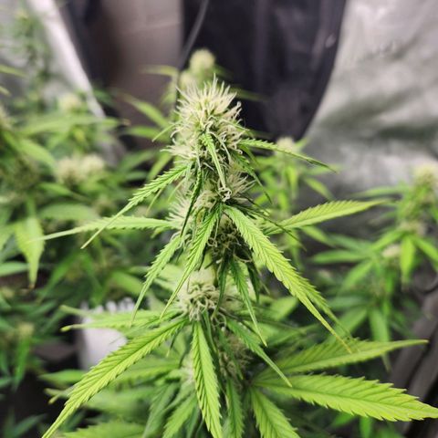 Northern Lights Auto seed 9 growlog timeline photo