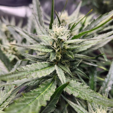 NYC Diesel Auto seed 2 growlog timeline photo