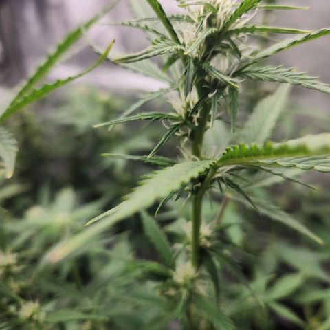 Northern Lights Auto seed 8 growlog timeline photo