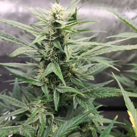 NYC Diesel Auto seed 1 growlog timeline photo