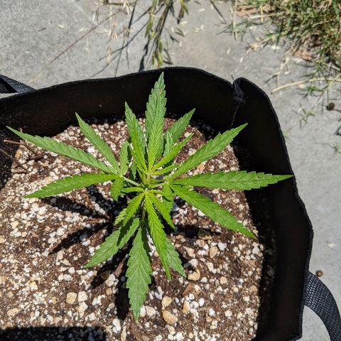 Jack Herer Bag Seed growlog photo: Looking wonderful! The ritha tonic seemed to do the trick the 2nd time I applied it. Growing beautifully so far.