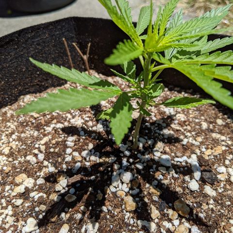 Jack Herer Bag Seed growlog photo: Looking wonderful! The ritha tonic seemed to do the trick the 2nd time I applied it. Growing beautifully so far.