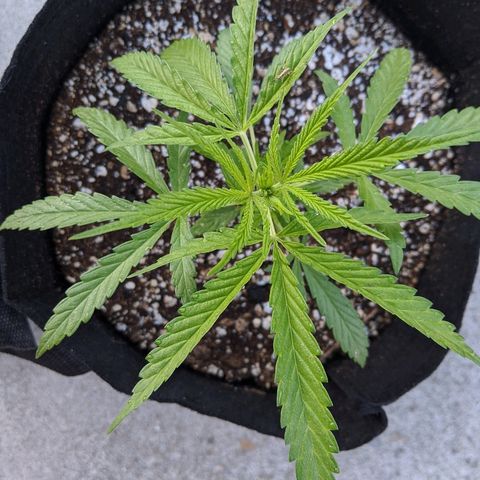 Jack Herer Bag Seed growlog timeline photo