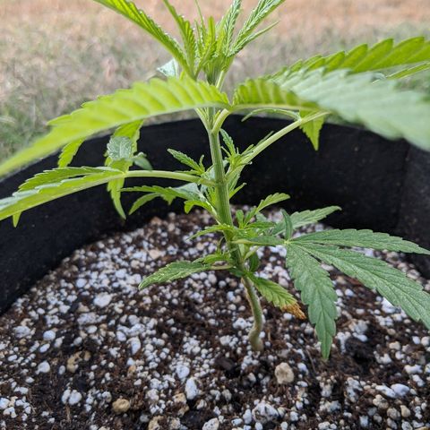 Jack Herer Bag Seed growlog timeline photo