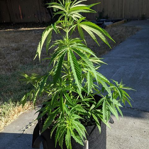 Jack Herer Bag Seed growlog photo: It's taller than my kneeeeeee