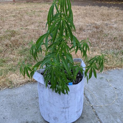 Jack Herer Bag Seed growlog timeline photo