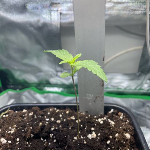 GG #4 growlog timeline photo
