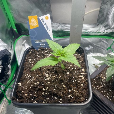 GG #4 growlog timeline photo