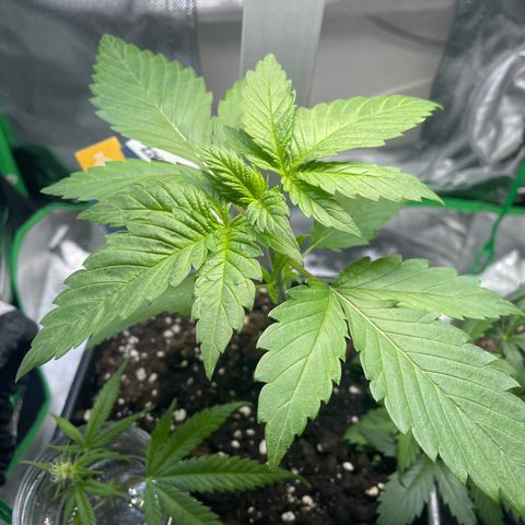 GG #4 growlog timeline photo