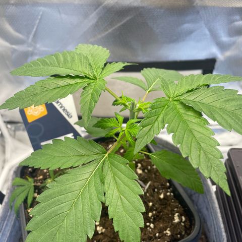 GG #4 growlog timeline photo