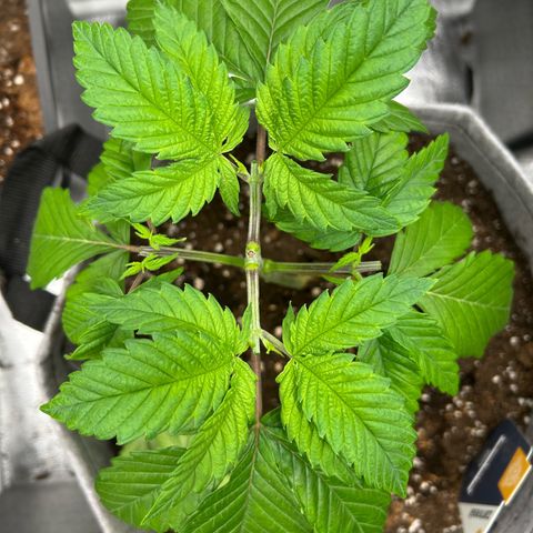 GG #4 growlog timeline photo
