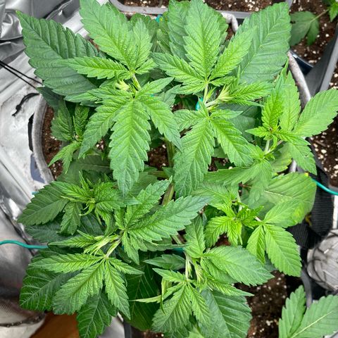 GG #4 growlog timeline photo