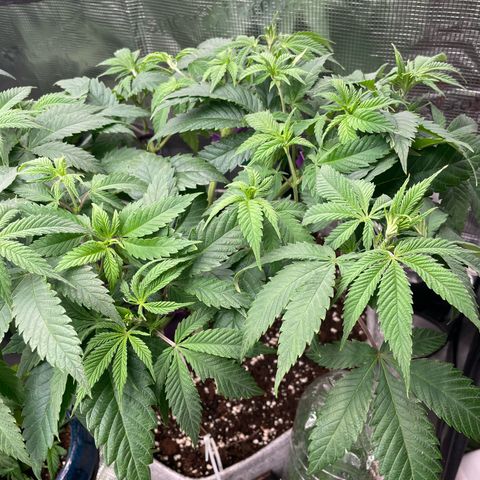 GG #4 growlog timeline photo