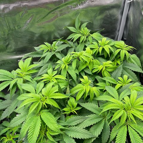 GG #4 growlog timeline photo
