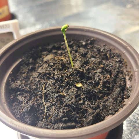 Zkittlez growlog photo: not looking too good... 🤞