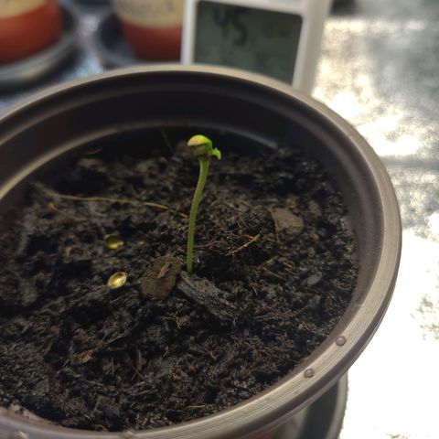 Zkittlez growlog photo: not looking too good... 🤞