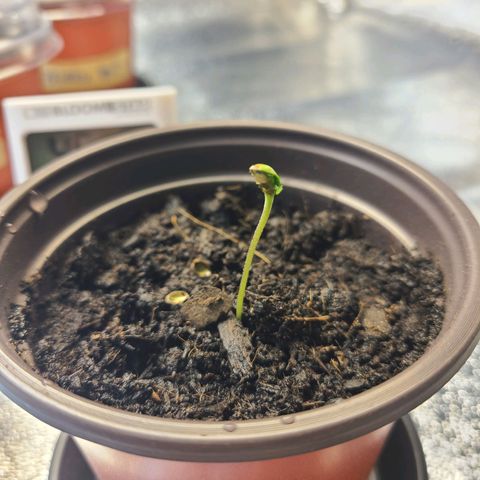 Zkittlez growlog photo: not looking too good... 🤞