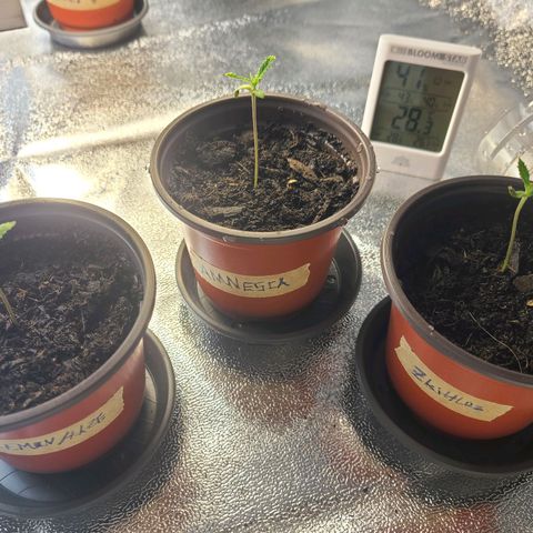 Zkittlez growlog photo: Better Lights will arrive tomorrow. The 125w CFL is just not enough. You can see signs of stretching in most of the plants