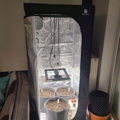 Zkittlez growlog timeline photo