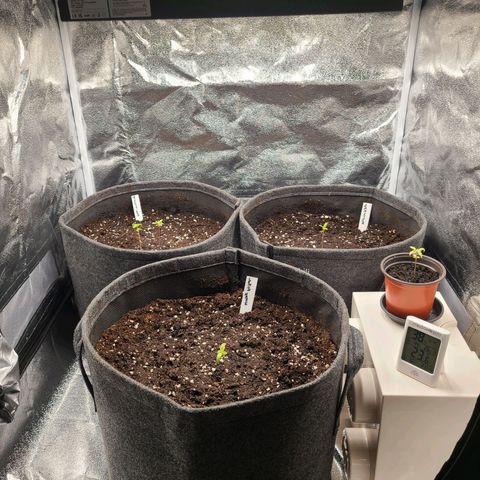 Zkittlez growlog timeline photo