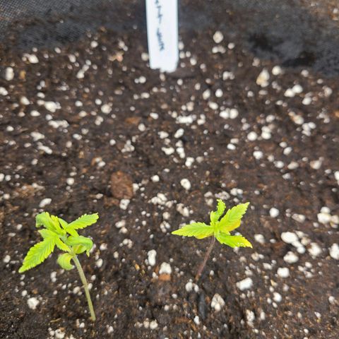 Zkittlez growlog timeline photo