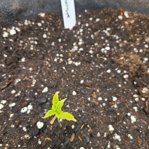 Amnesia Dream XL  growlog timeline photo