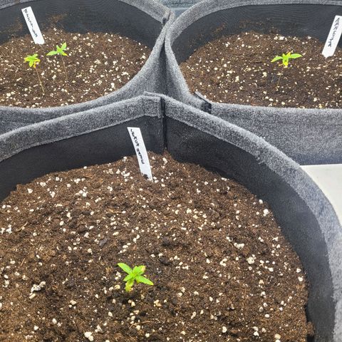 Zkittlez growlog timeline photo