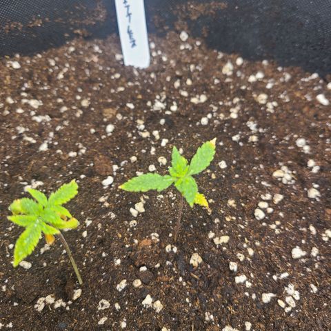 Zkittlez growlog timeline photo