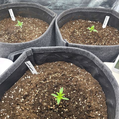 Zkittlez growlog timeline photo
