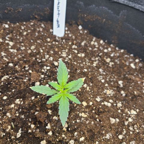 Zkittlez growlog timeline photo