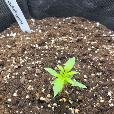 Lemon Haze  growlog timeline photo
