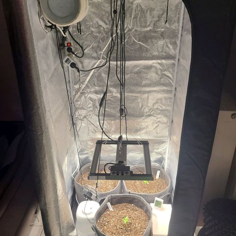 Zkittlez growlog timeline photo